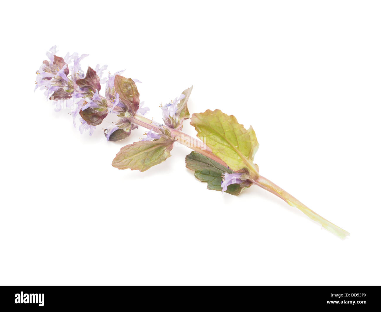 Ajuga Flower on a white background Stock Photo - Alamy