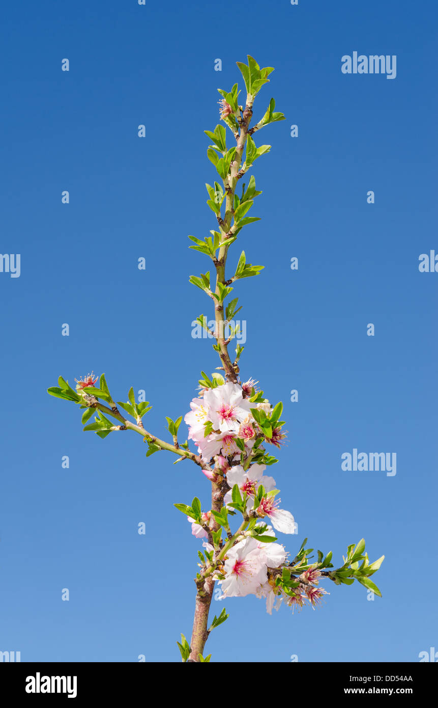 Branch of spring blossom with white and pink flowers Stock Photo