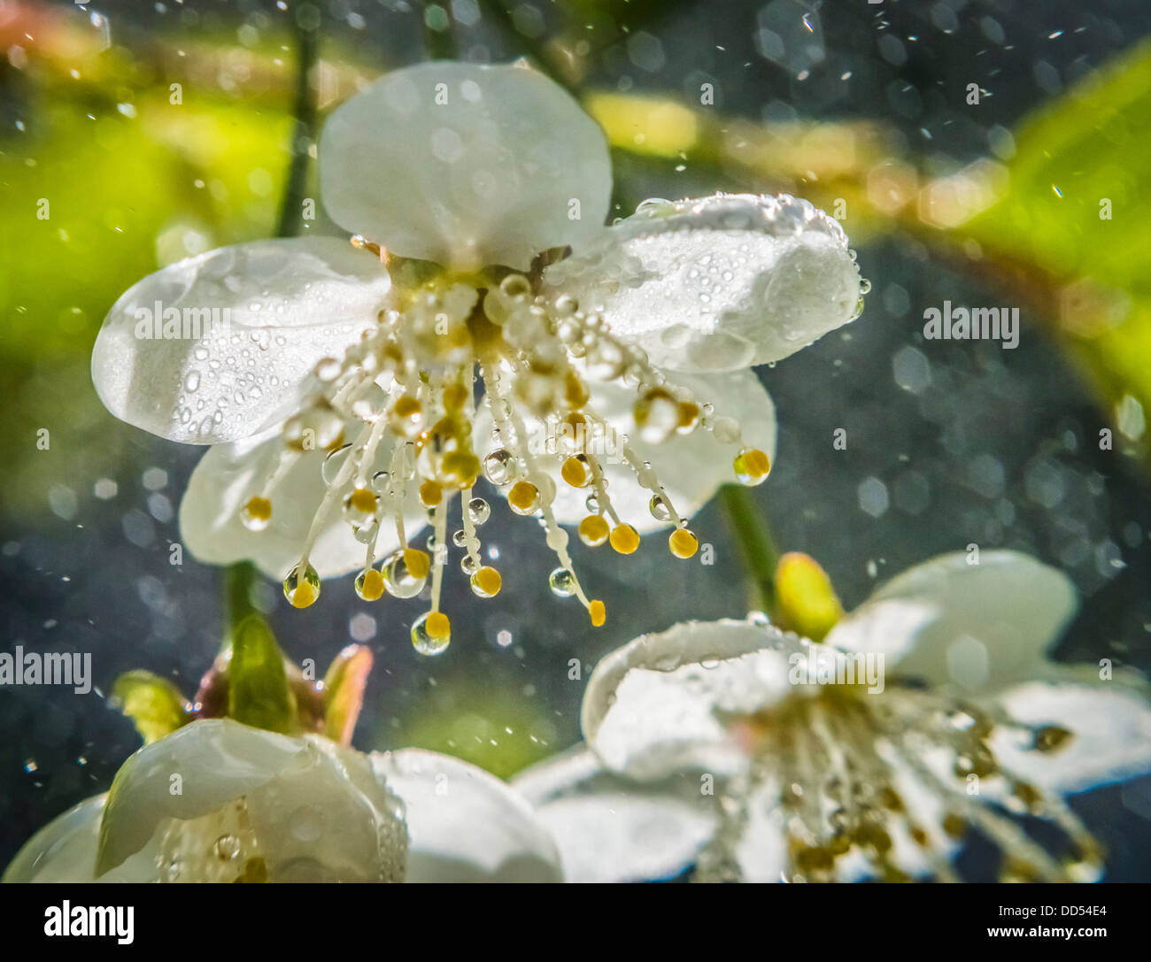 White cherry blossoms buds hi-res stock photography and images - Alamy