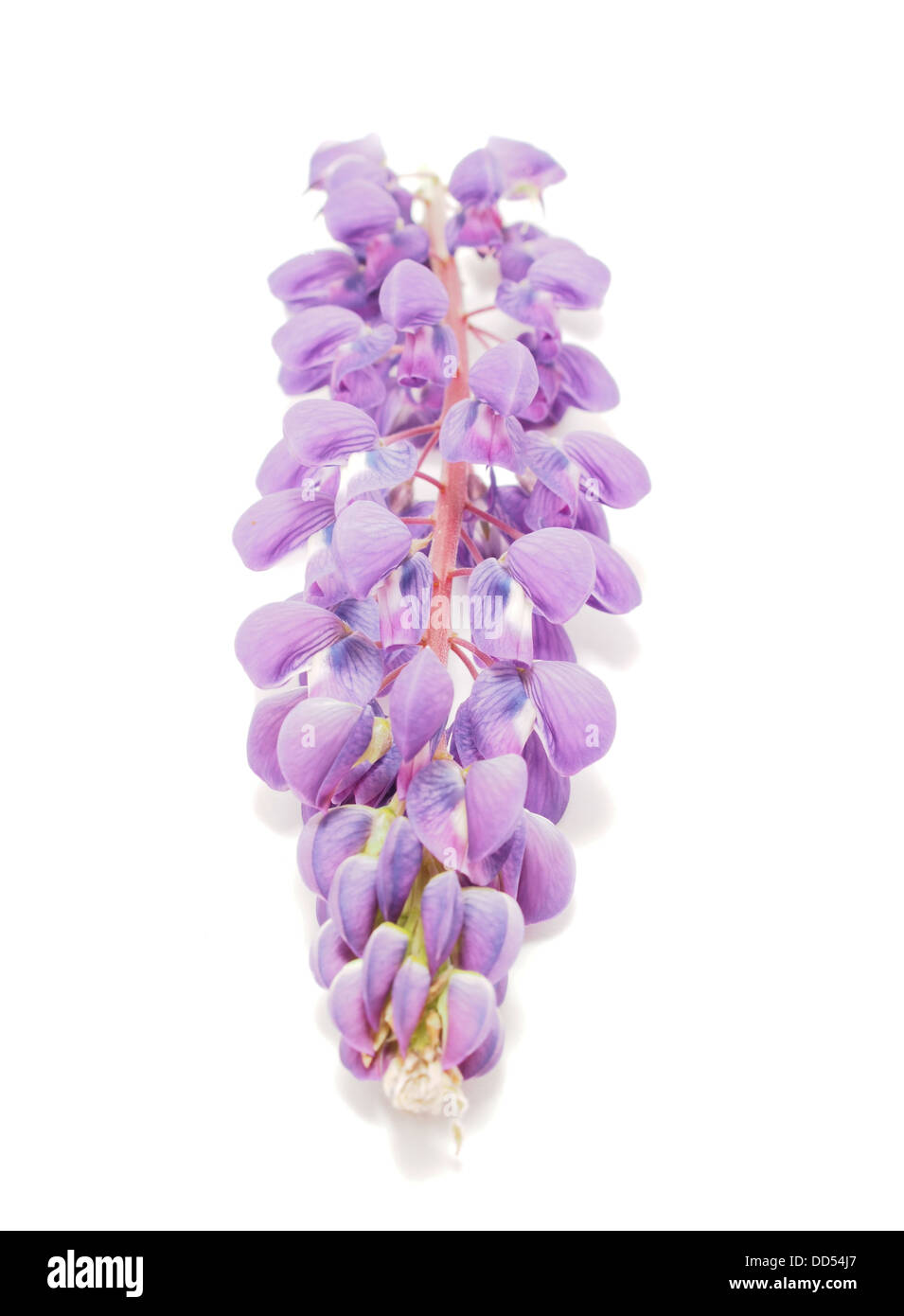Lupine flower on a white background Stock Photo - Alamy