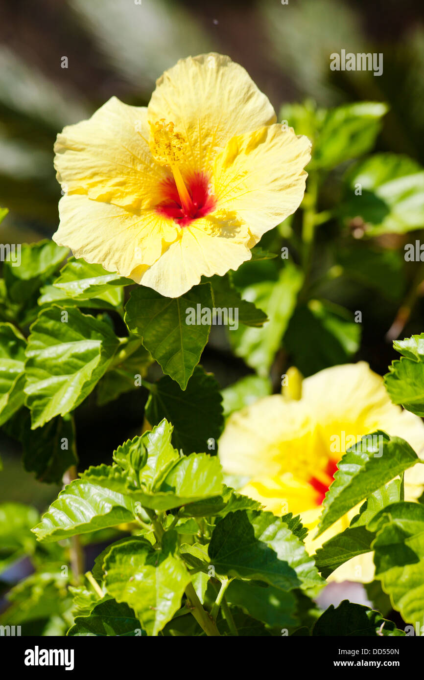Yellow hibiscus flower over natural green bokeh background Stock Photo ...