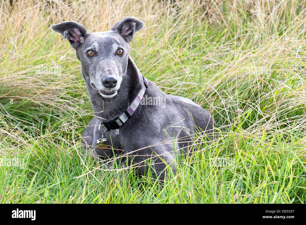 Greyhound dog grass hires stock photography and images Alamy