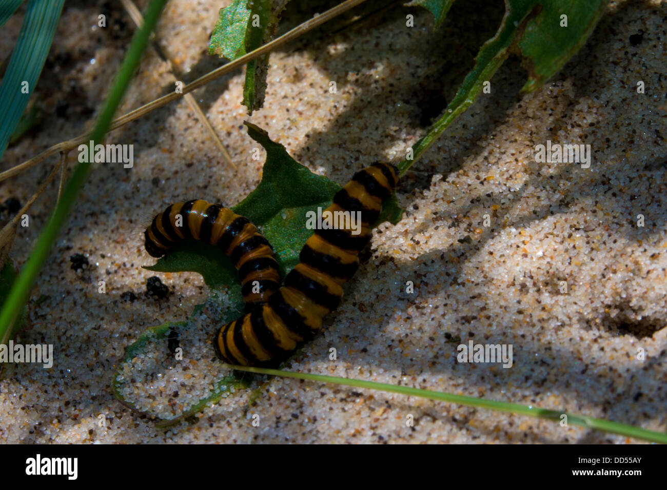 cinnabar caterpillars Stock Photo