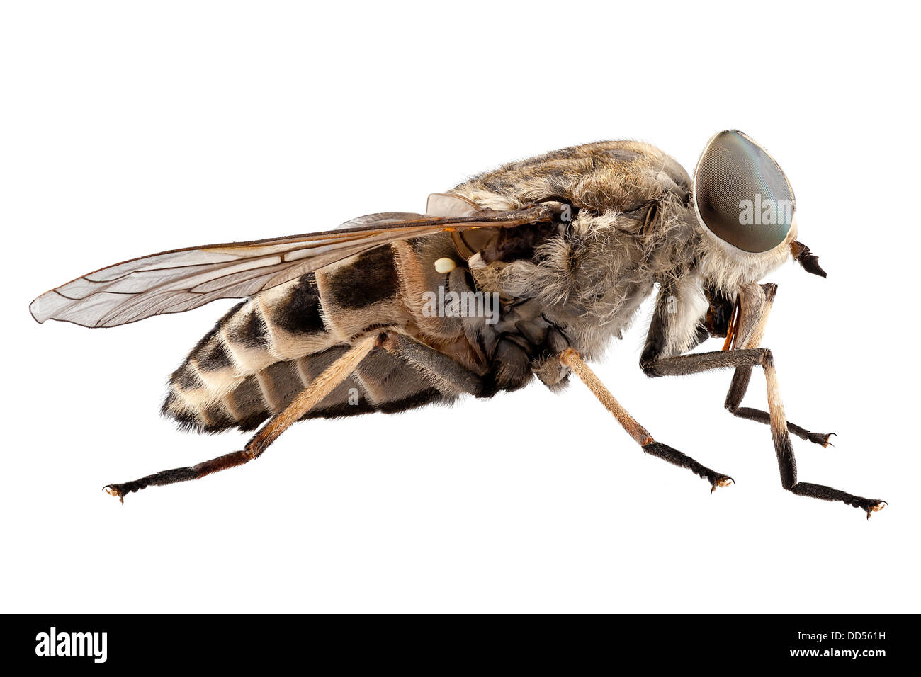 Large marsh horsefly species Tabanus autumnalis Stock Photo