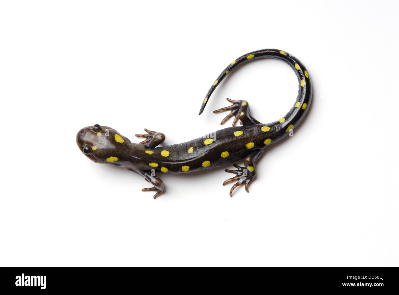 Spotted salamander, Ambystoma maculatum. Stock Photo
