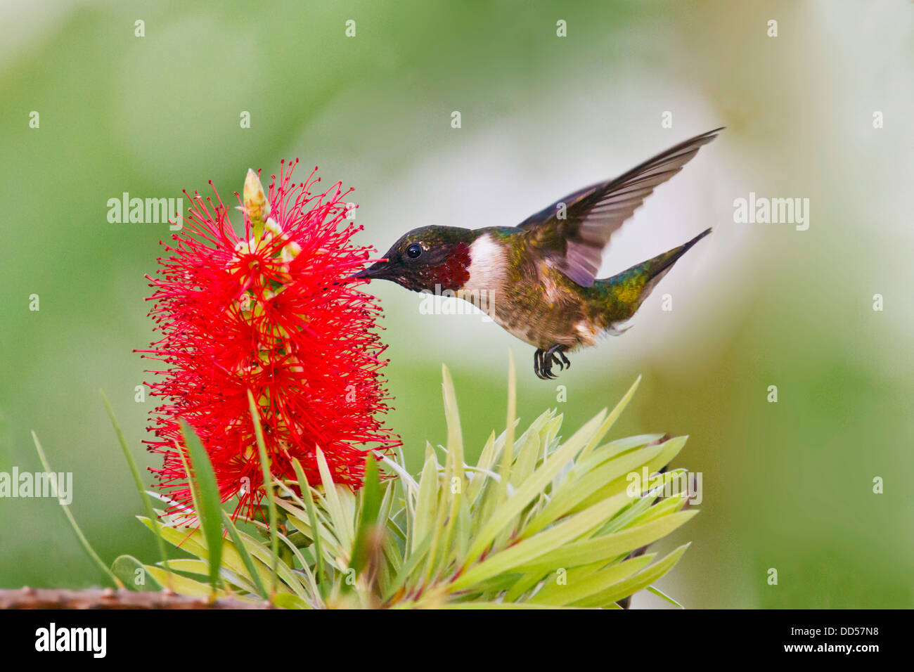Ruby-throated Hummingbird (Archilochus colubris) male feeding at bottle brush flowers, Texas, USA. Stock Photo