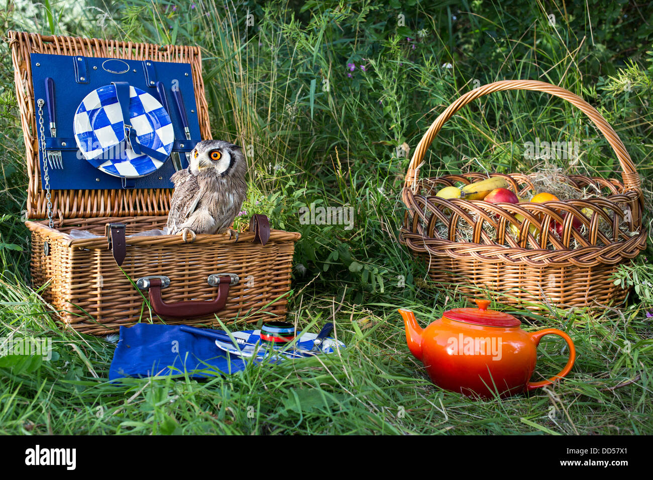 Woodland picnic scene with white-faced Scops owl (Ptilopsis granti) perched on picnic hamper Stock Photo