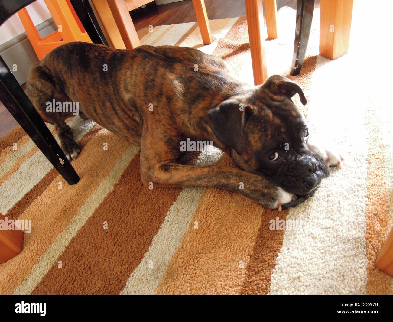 A Boxer Dog Lying Down On The Carpet On The Floor Under The Table Stock Photo Alamy