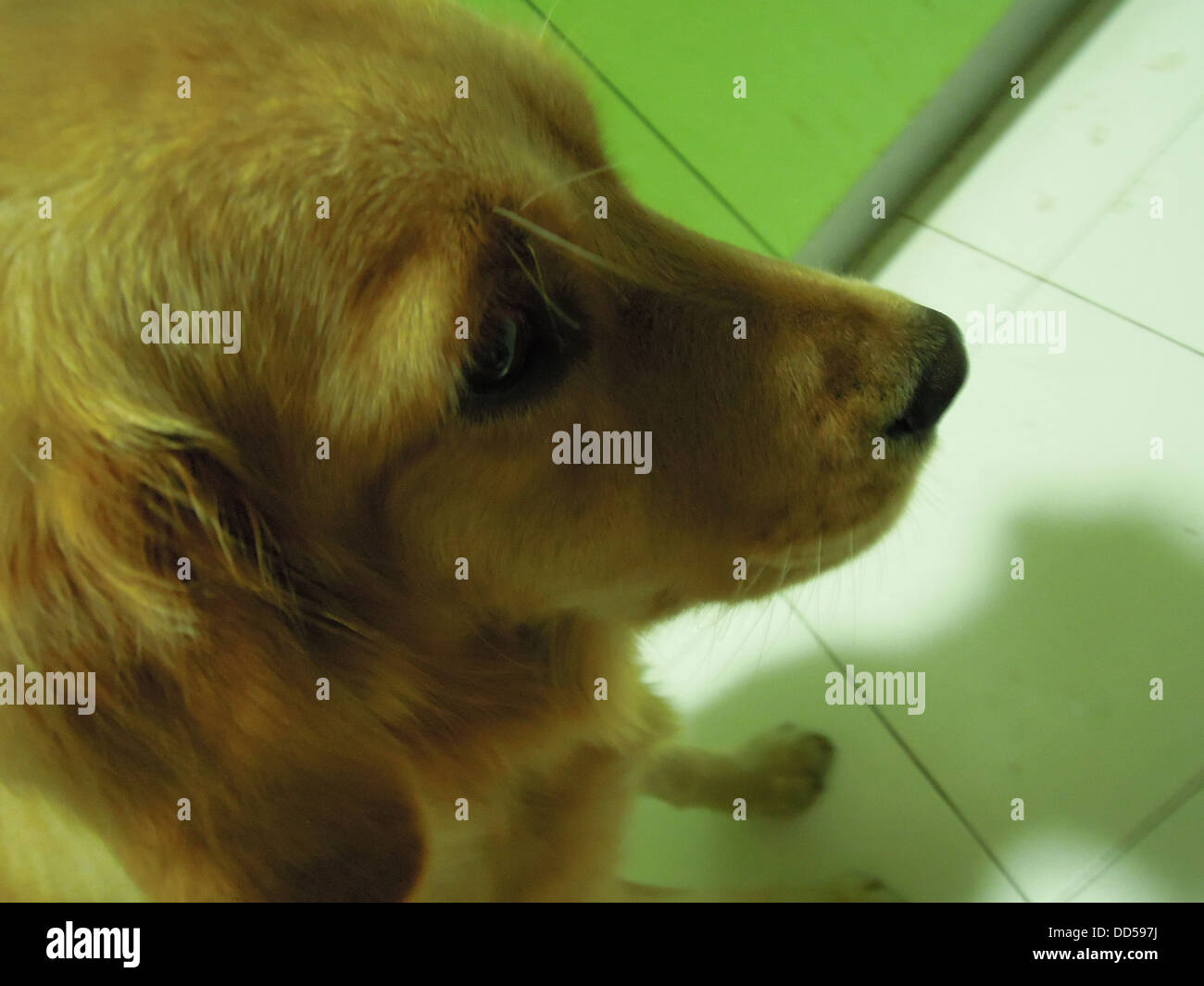 a golden retriever with her head down looking guilty Stock Photo Alamy