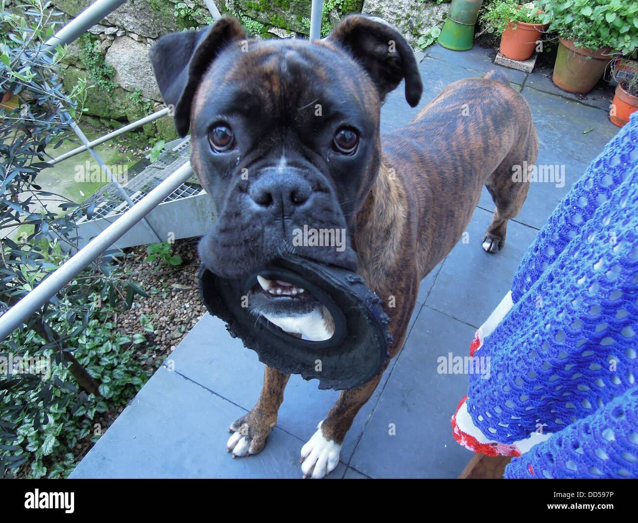 Why Does My Dog Hold His Toy In His Mouth