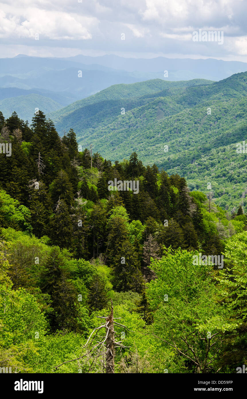 Vista from the approach road to Clingman's Dome in the Great Smoky Mountains National Park Stock Photo