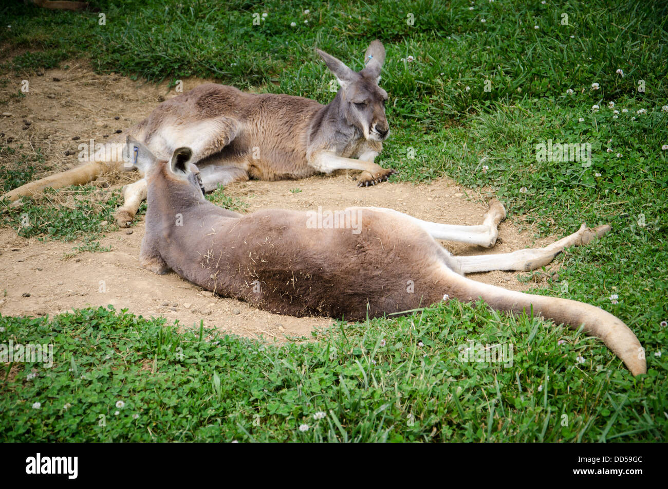Kangaroos Resting at Virginia Safari Park Stock Photo Alamy