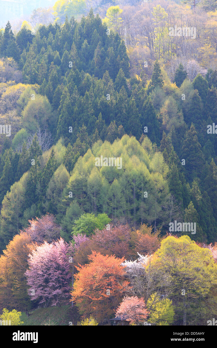 Forest in Nagano Prefecture Stock Photo