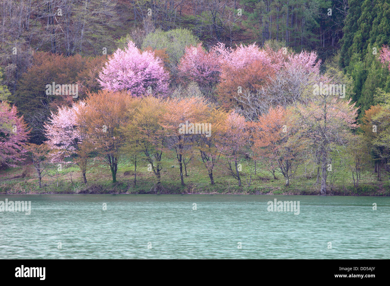 Forest and lake Nakatsu, Nagano Prefecture Stock Photo