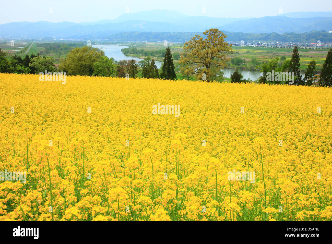 Rapeseed field, Nagano Prefecture Stock Photo