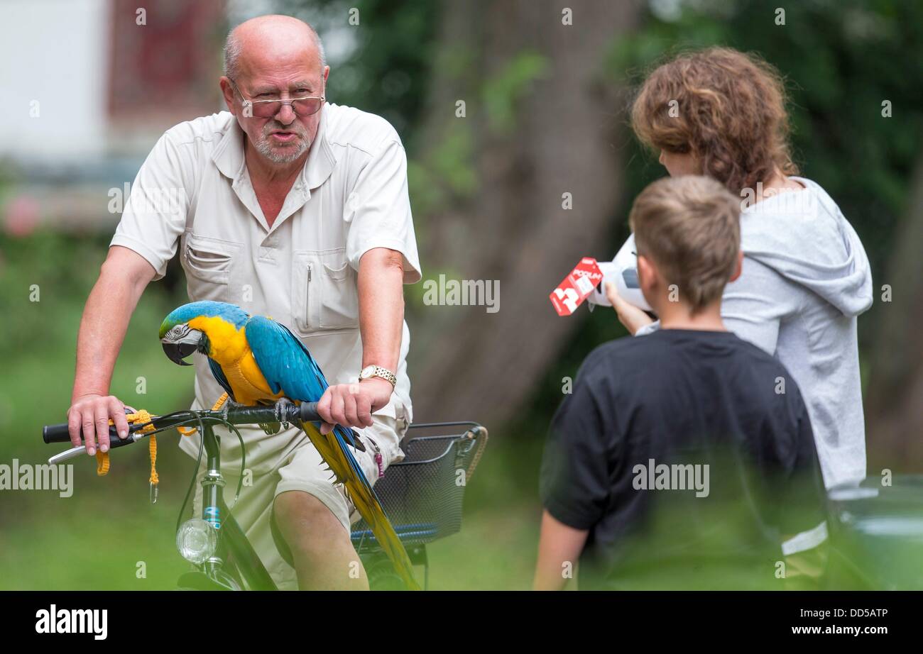 Lothar Gottschall cycles with his parrot 'Daisy' on his bike in Soemmerda, Germany, 09 August 2013. The Blue-and-Yellow Macaw accompanies its owners everyplace. Photo: MICHAEL REICHEL Stock Photo