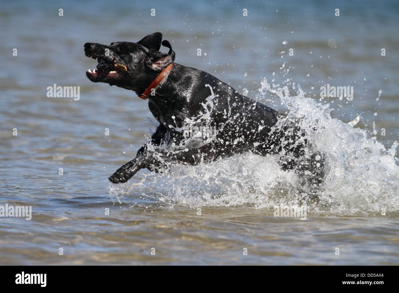 German short-haired pointer running through water with a stick Stock Photo