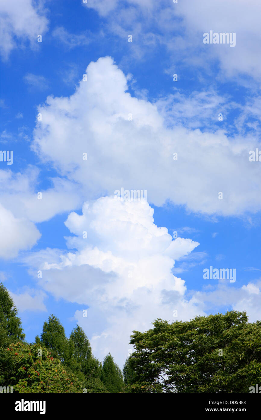 Trees and blue sky with clouds Stock Photo - Alamy