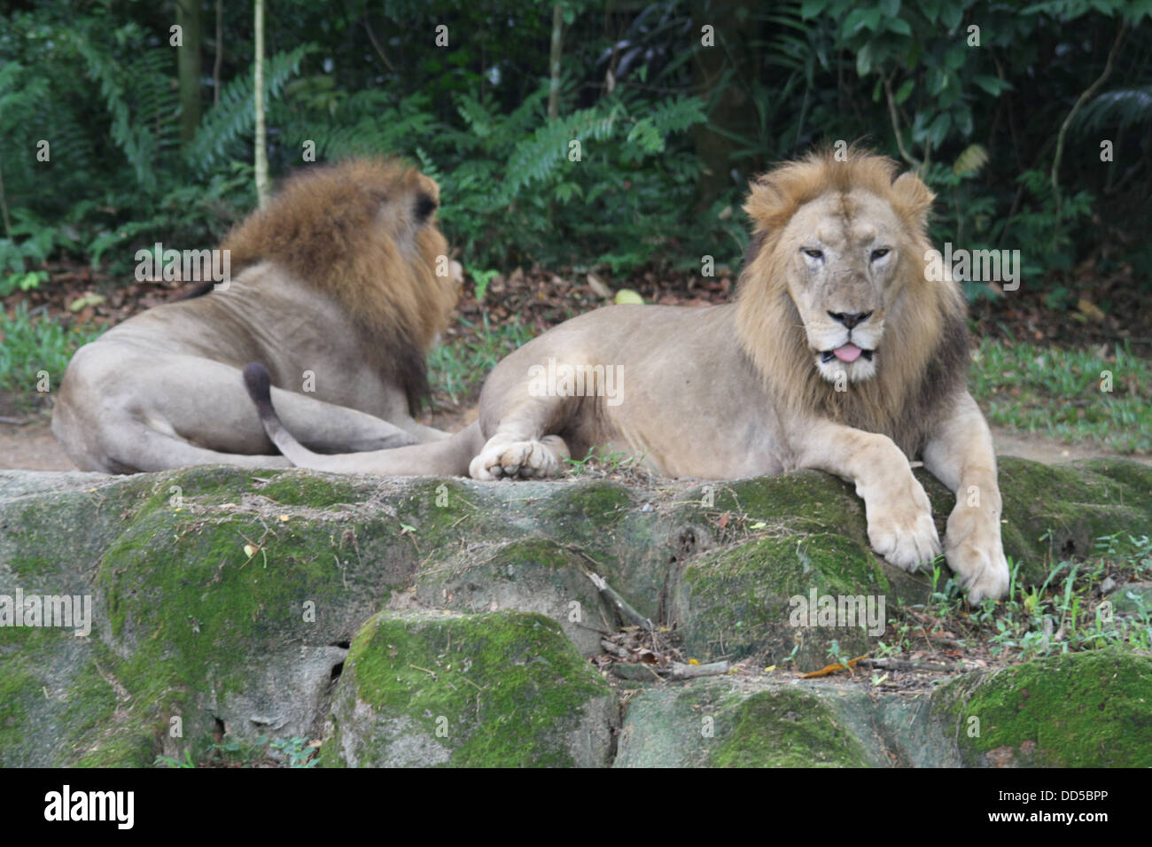 A shot of wild lions in captivity Stock Photo Alamy