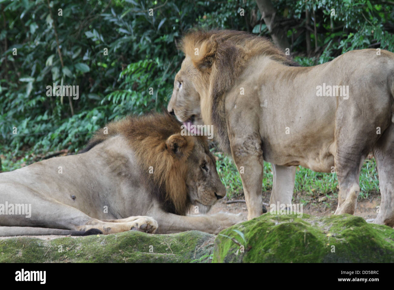 A shot of wild lions in captivity Stock Photo Alamy