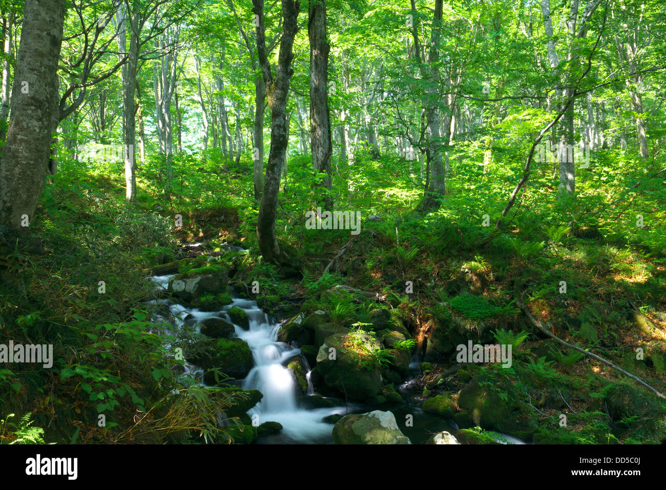 Mountain stream, Yamagata Prefecture Stock Photo