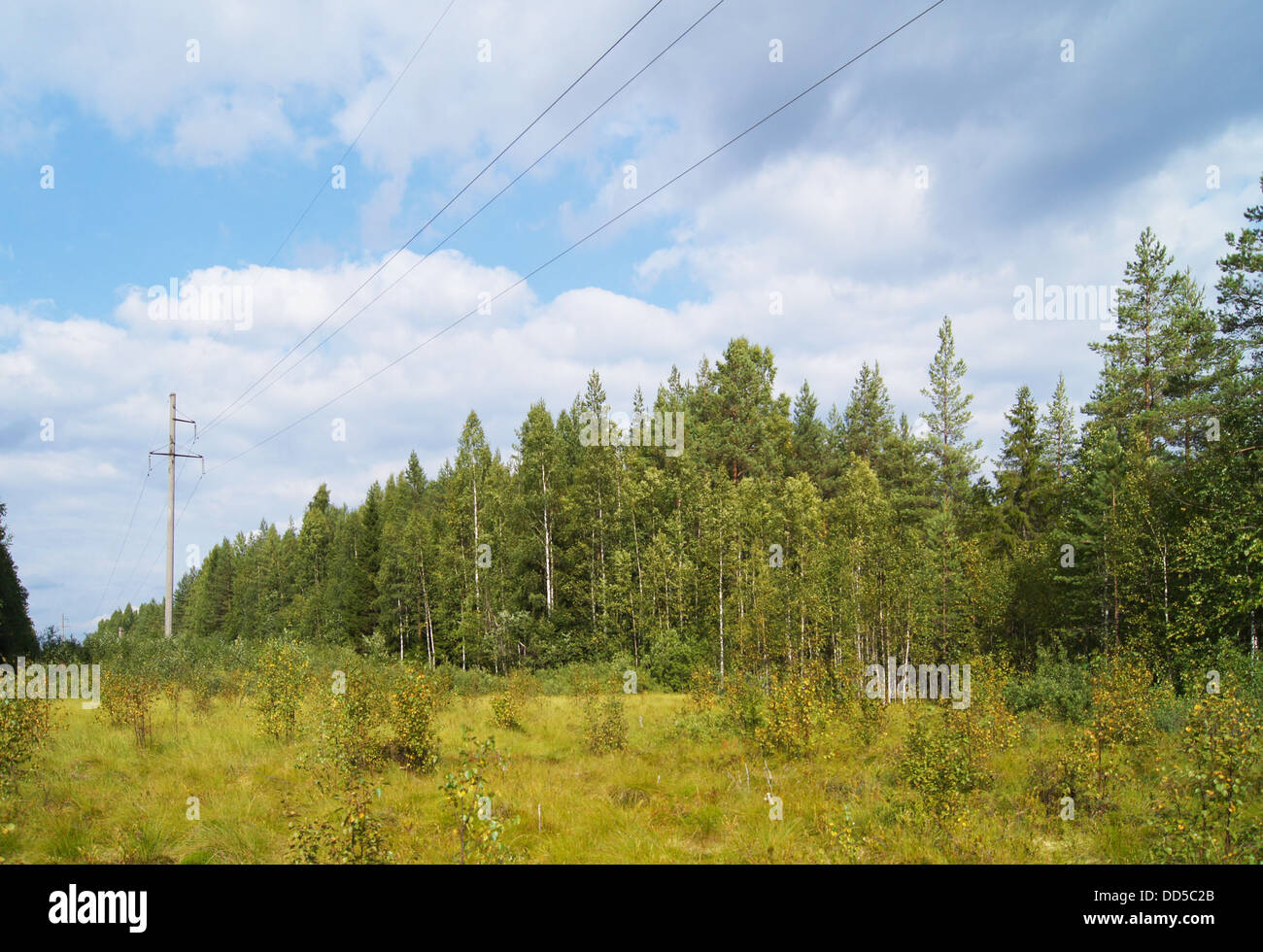 power lines in the forest Stock Photo - Alamy