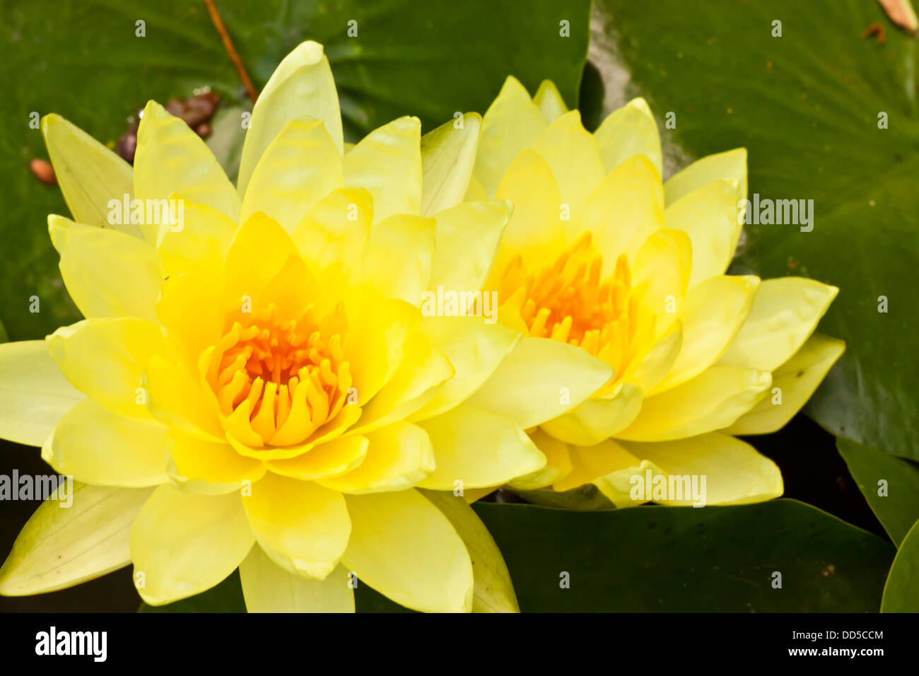 yellow lotus Stock Photo
