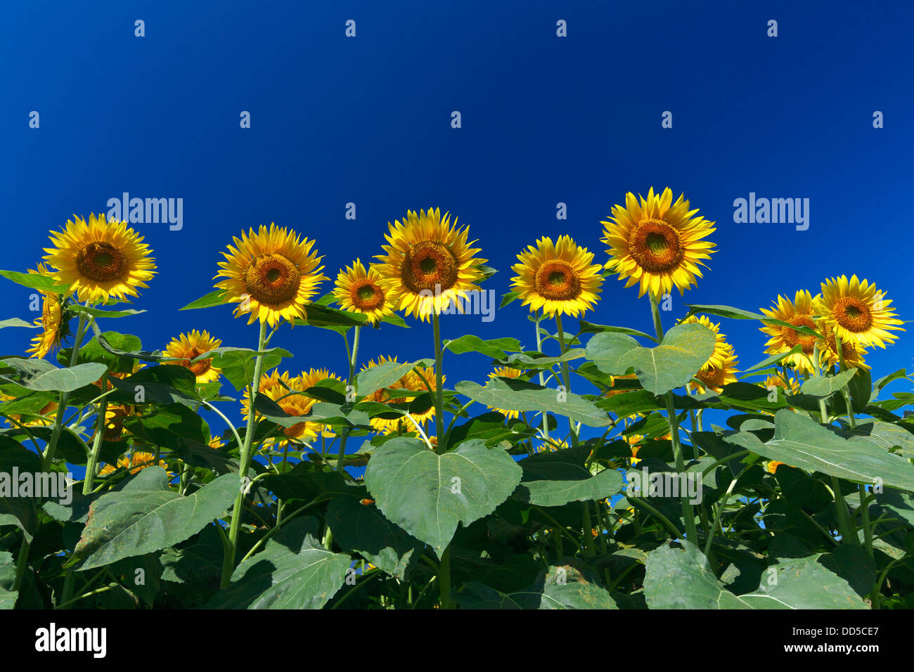 Sunflower field and sky Stock Photo - Alamy