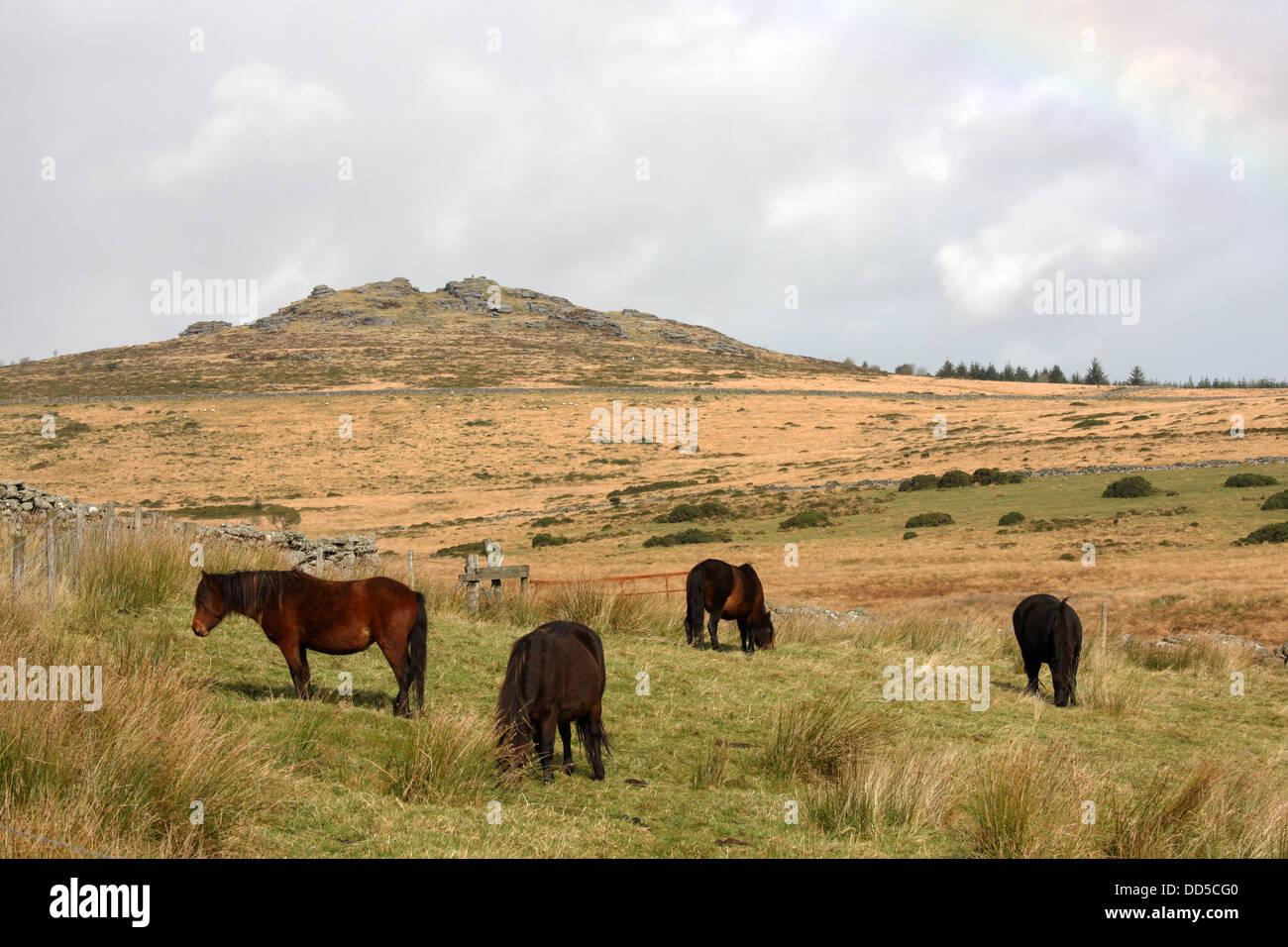 Dartmoor ponies, Dartmoor, Devon, UK Stock Photo Alamy