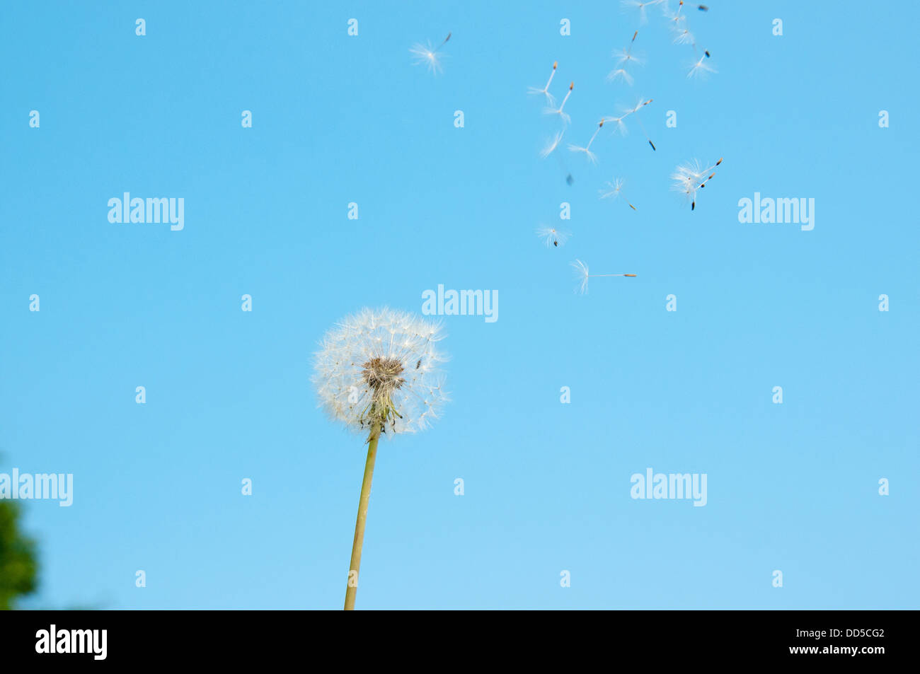 Cotton dandelion seeds hi-res stock photography and images - Alamy