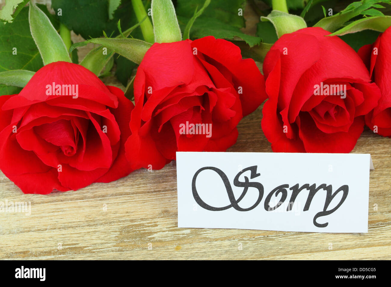Sorry card with red roses Stock Photo 59741253 Alamy