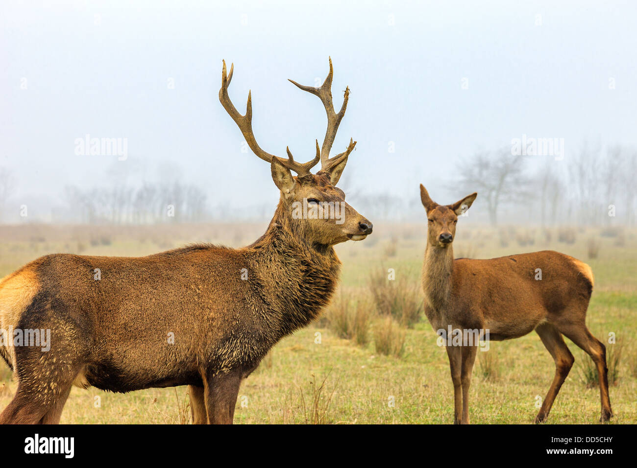 red deer stag and doe in forest landscape of foggy misty Stock Photo