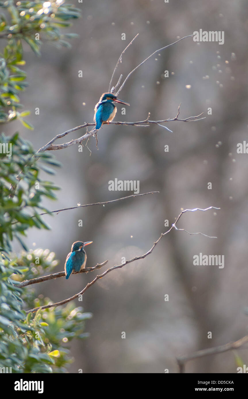 Kingfishers on a tree Stock Photo