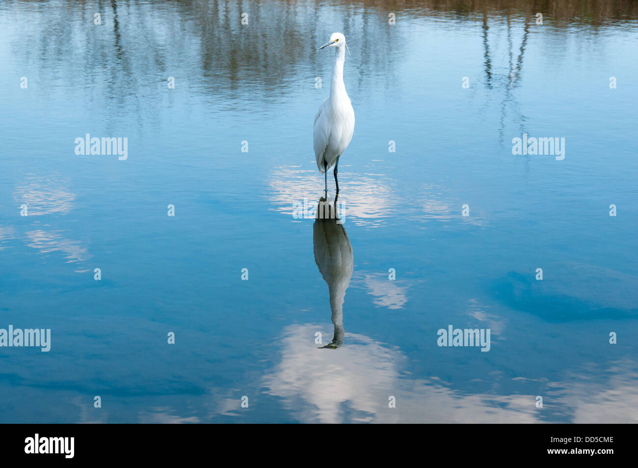 Little egret and sky reflections on water Stock Photo