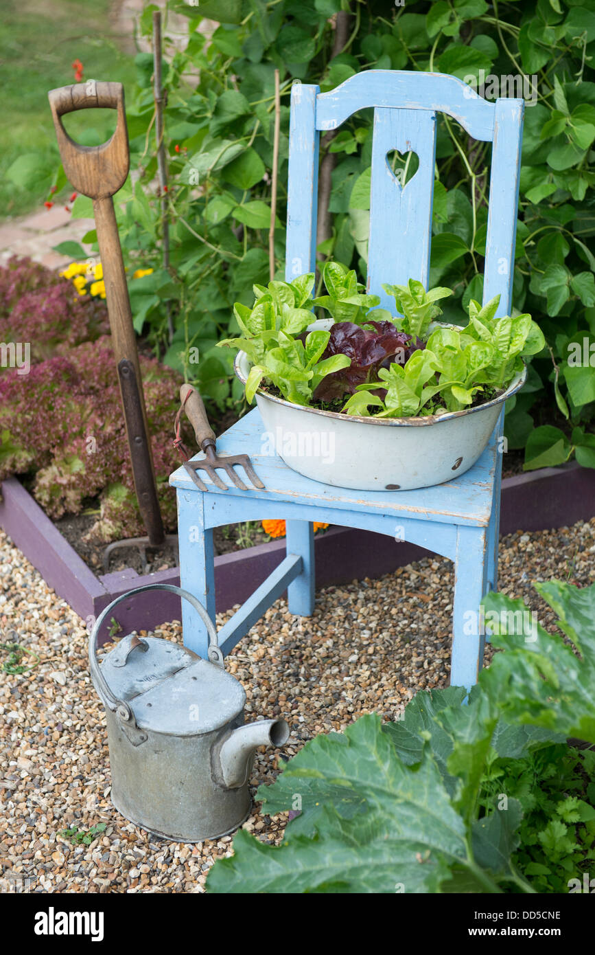 Small potager garden with old reclaimed chair with enameled basin planted with lettuces Stock Photo