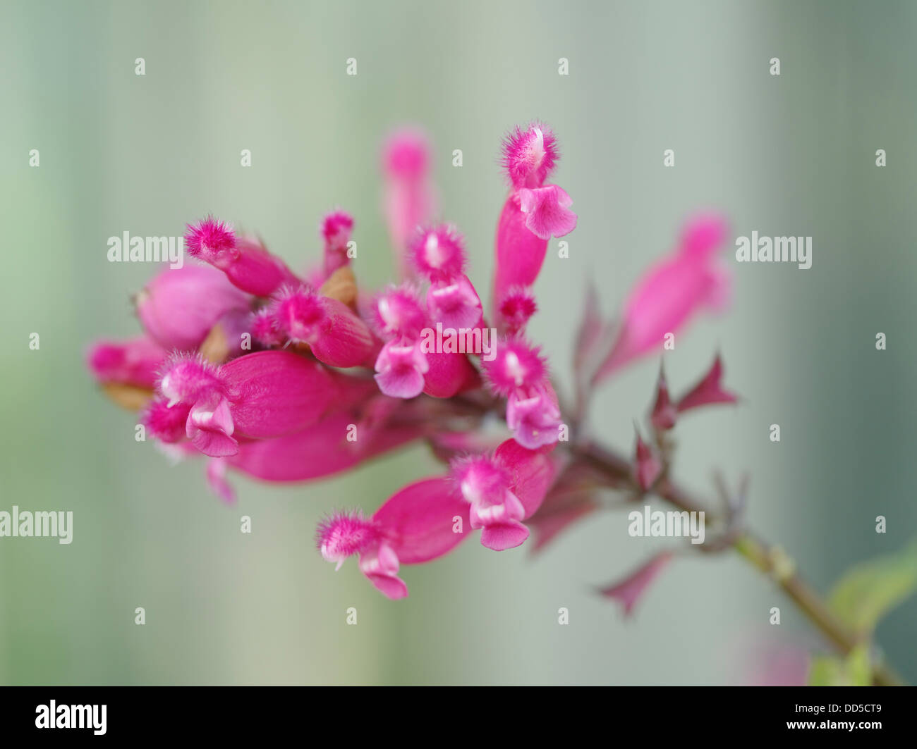 Roseleaf sage Stock Photo