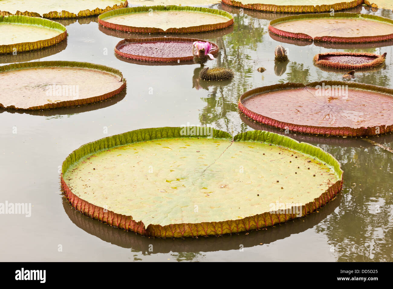 leaf of lotus in pond Stock Photo