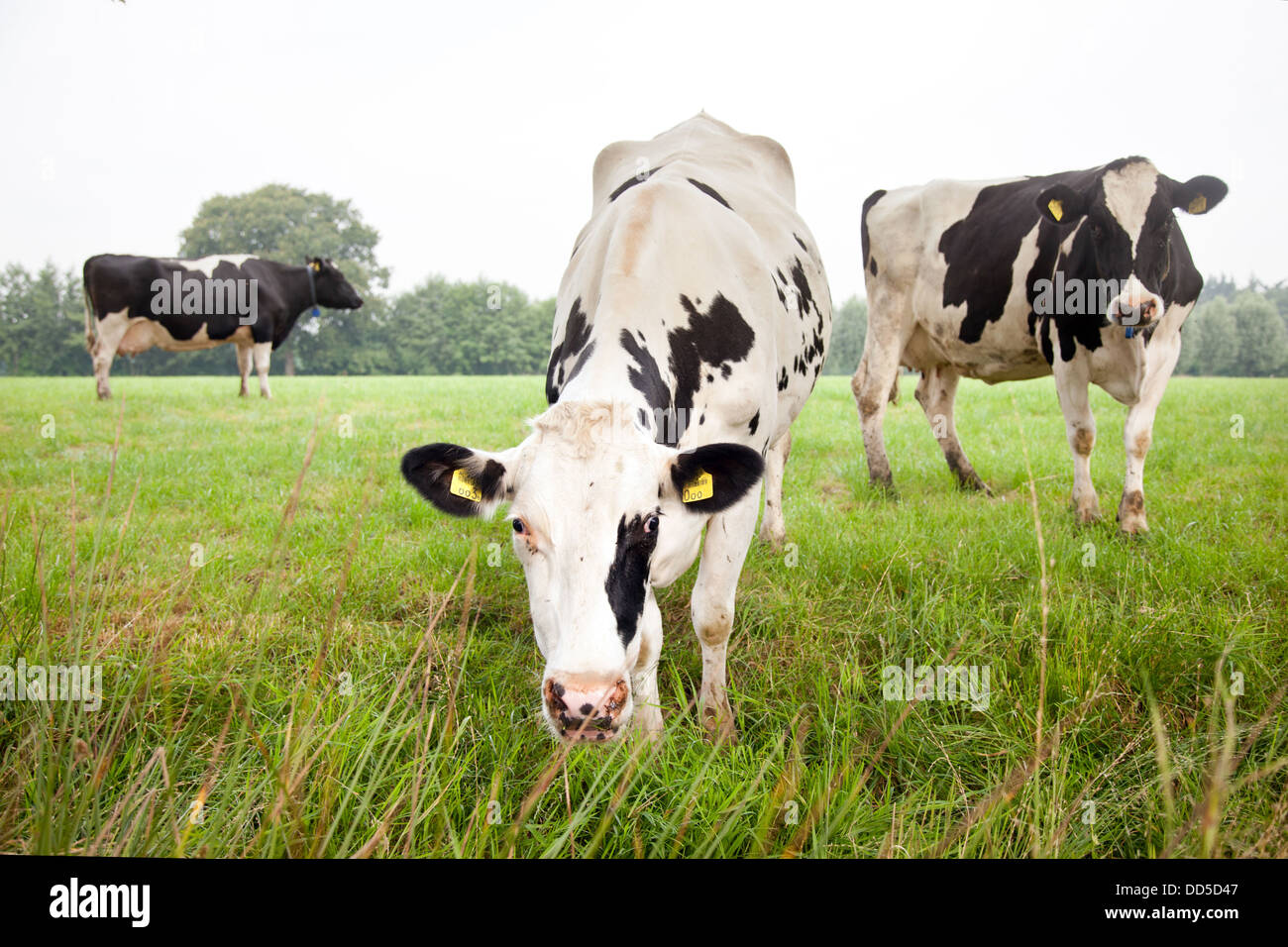 three black and white cows in green meadow Stock Photo - Alamy
