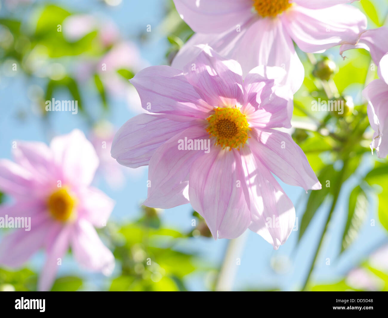 Dahlia flowers Stock Photo
