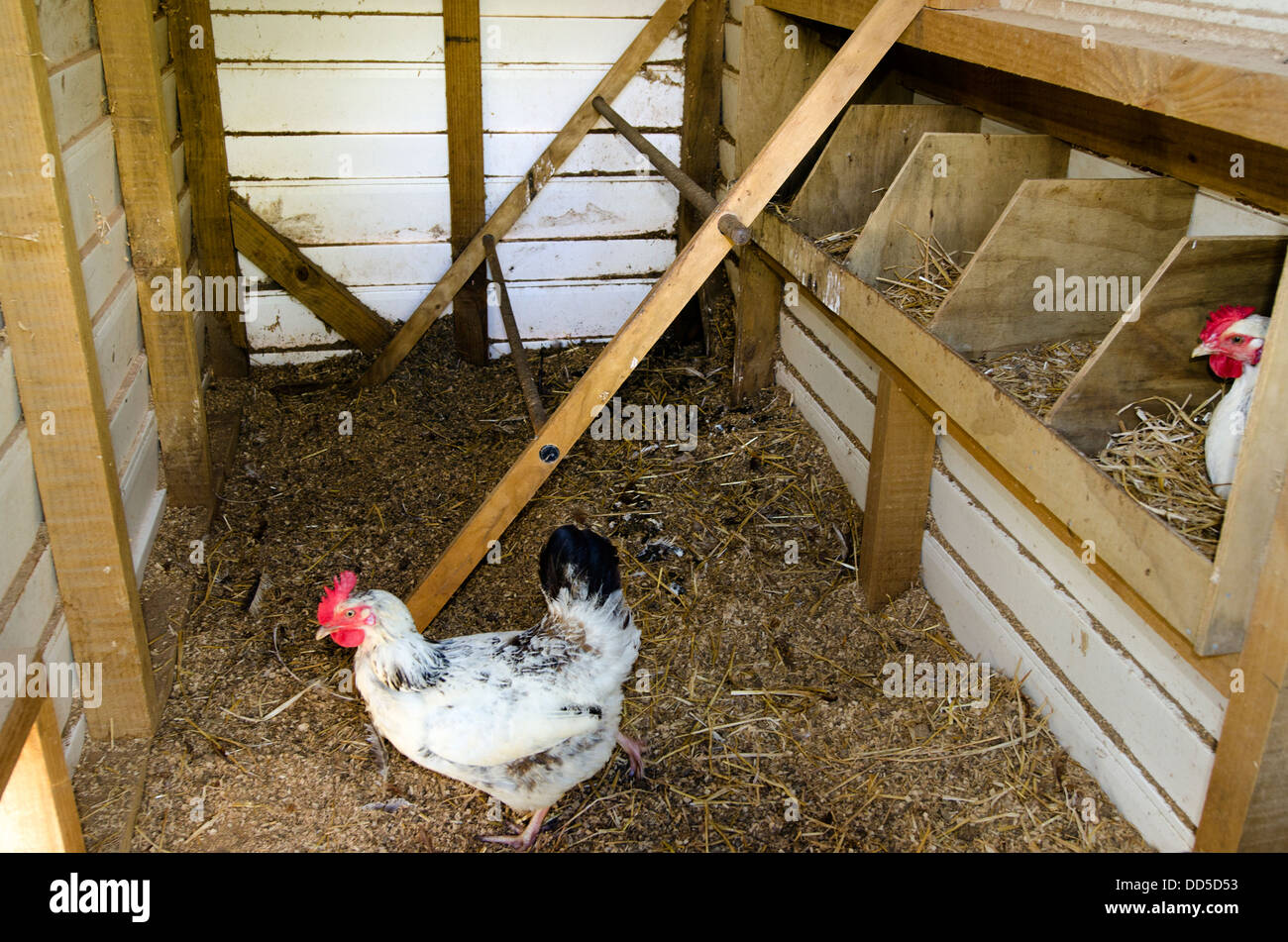 Chickens inside hen house on a farm in New Zealand Stock Photo, Royalty ...