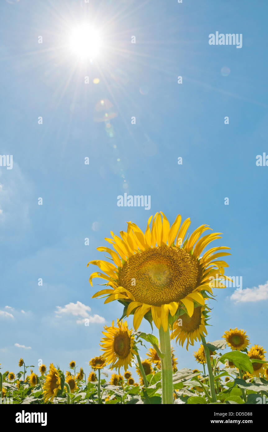 Sunflower field and sky Stock Photo - Alamy
