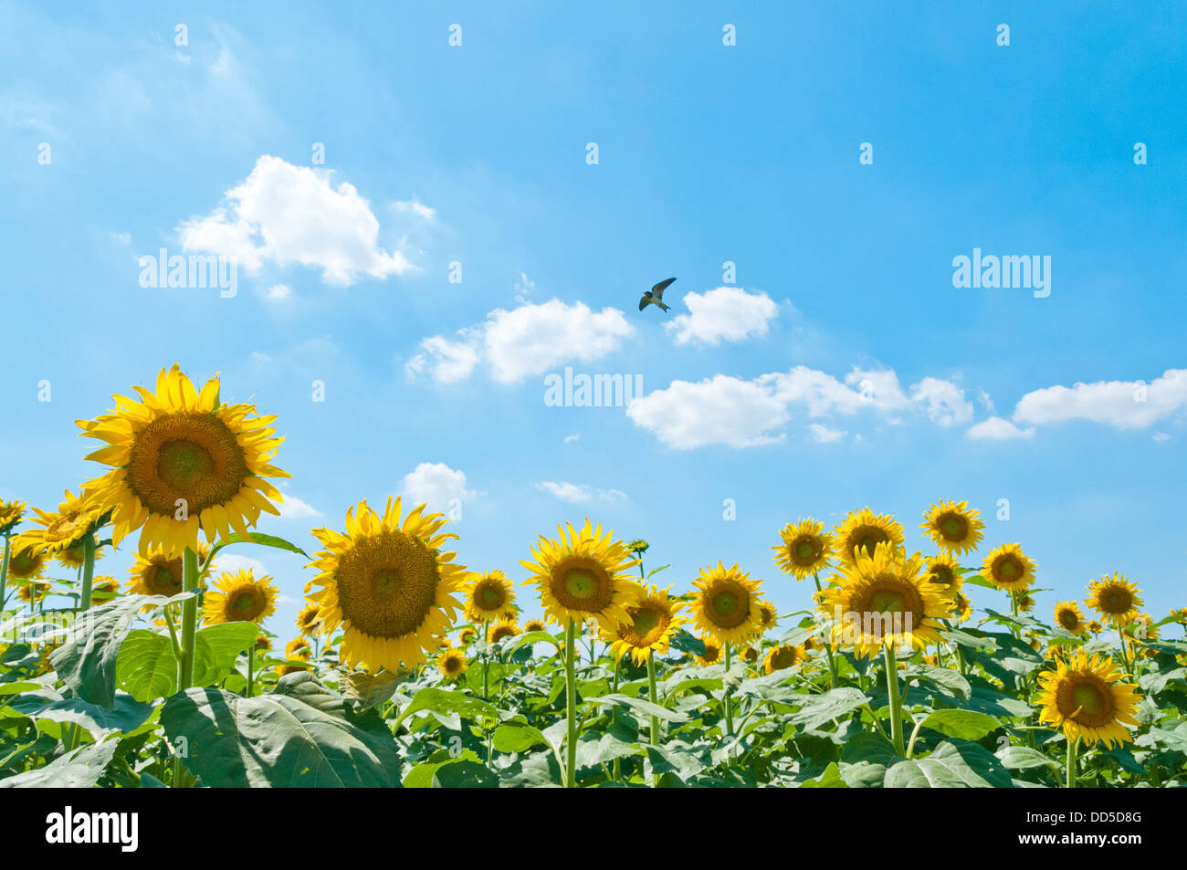 Sunflower field and sky Stock Photo - Alamy
