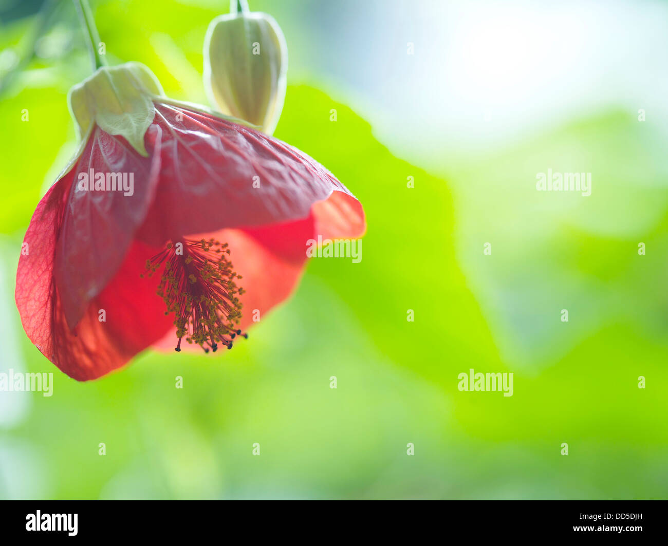 Chinese bell flower Stock Photo Alamy