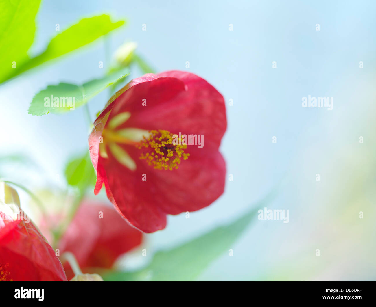 Chinese bell flowers Stock Photo