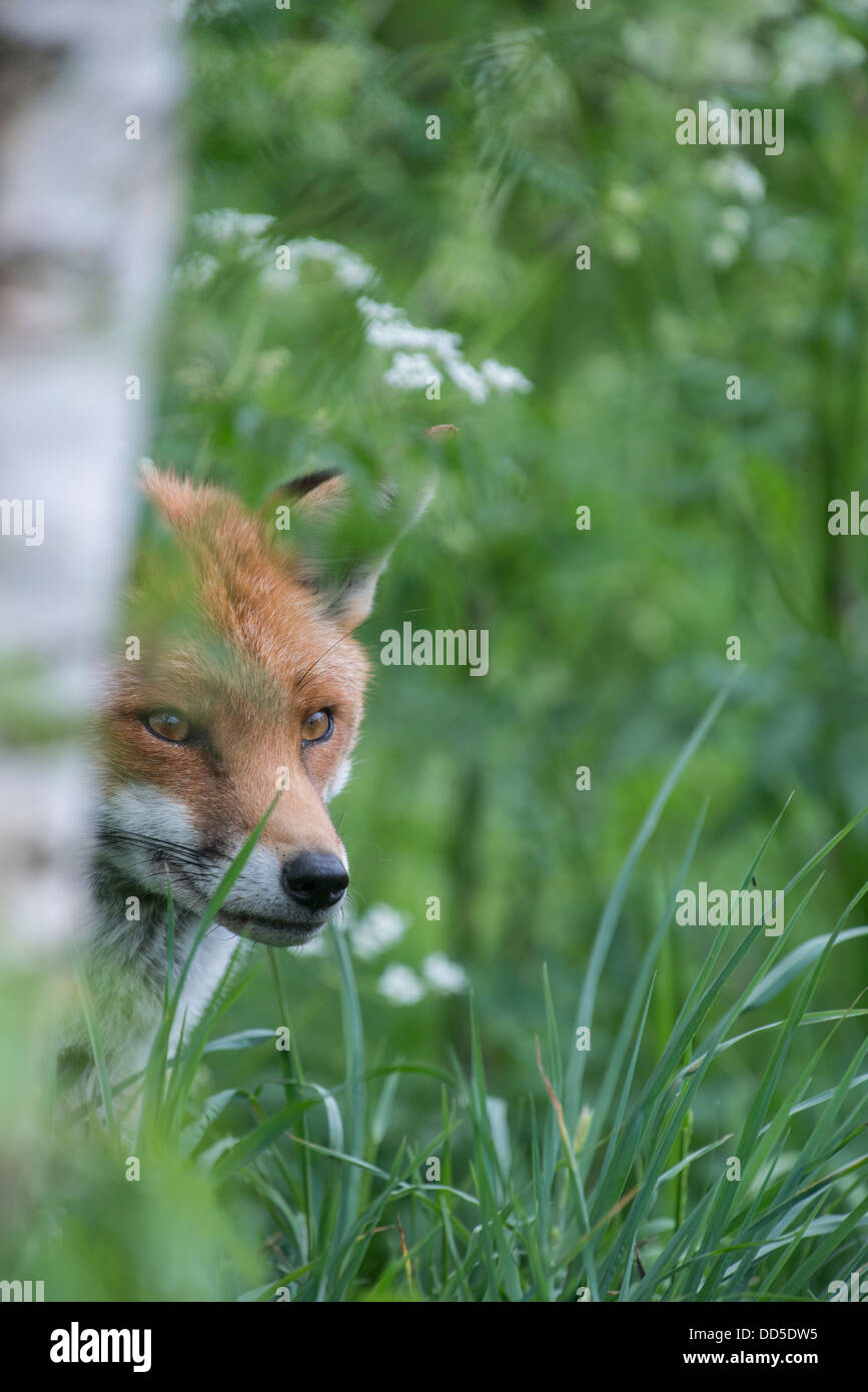 Fox: Vulpes vulpes. Captive Stock Photo