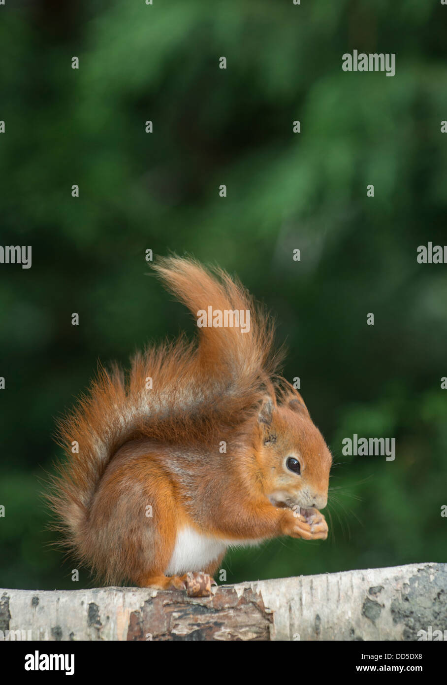 Red Squirrel: Sciurus vulgaris. Captive Stock Photo