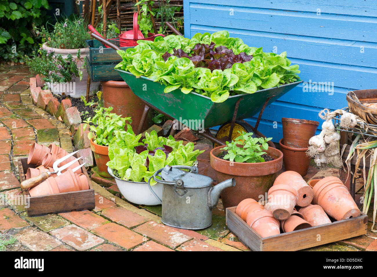 Small garden corner with old wheelbarrow and old enameled bowl planted with lettuce varieties 'Little gem pearl' and 'Dazzle' Stock Photo