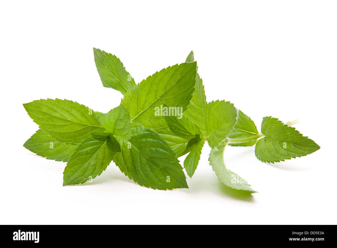 Peppermint Leaves Plant High Resolution Stock Photography and Images ...