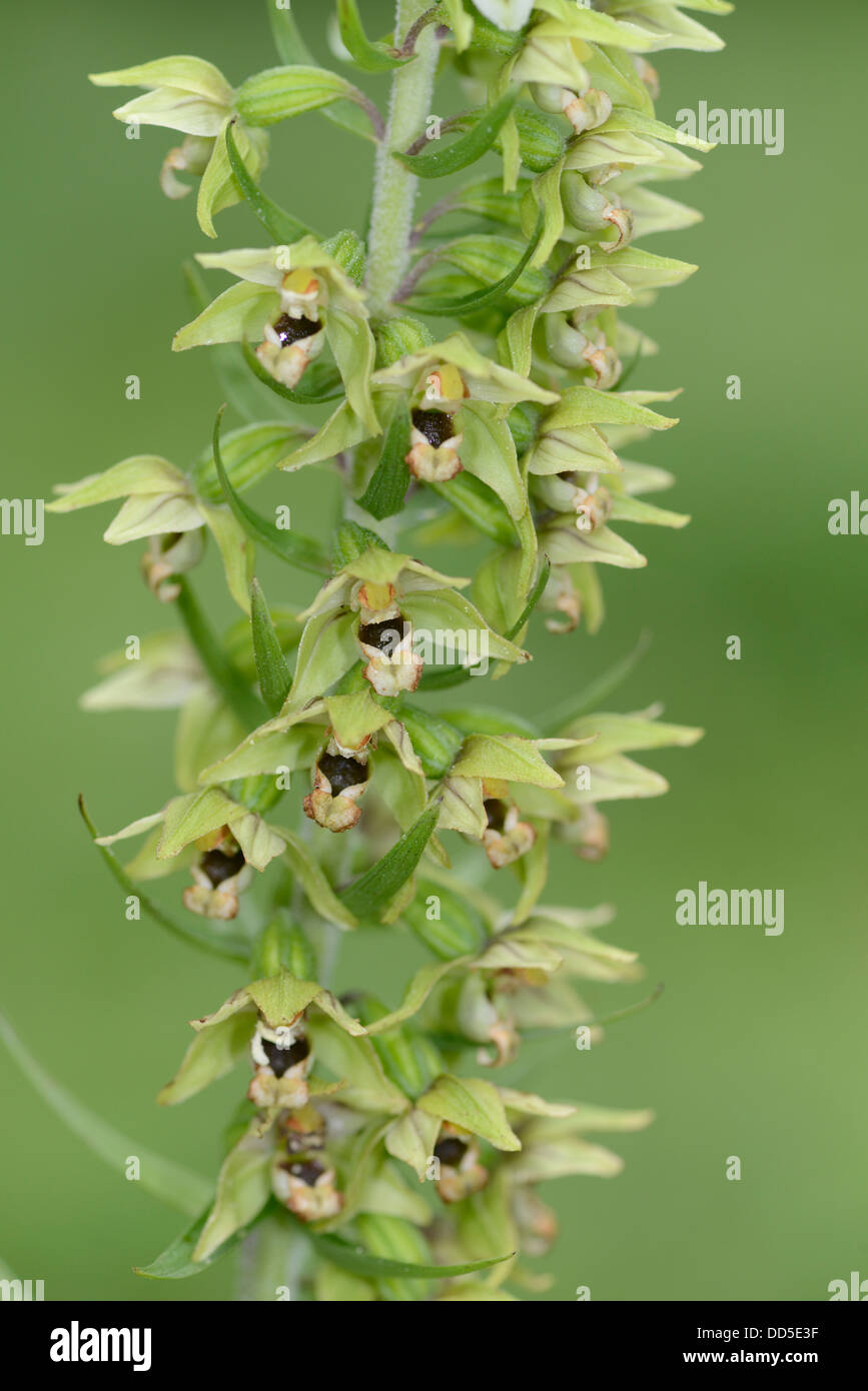 Broad Leaved Helleborine Orchid: Epipactis hellebore. Surrey, England. Stock Photo