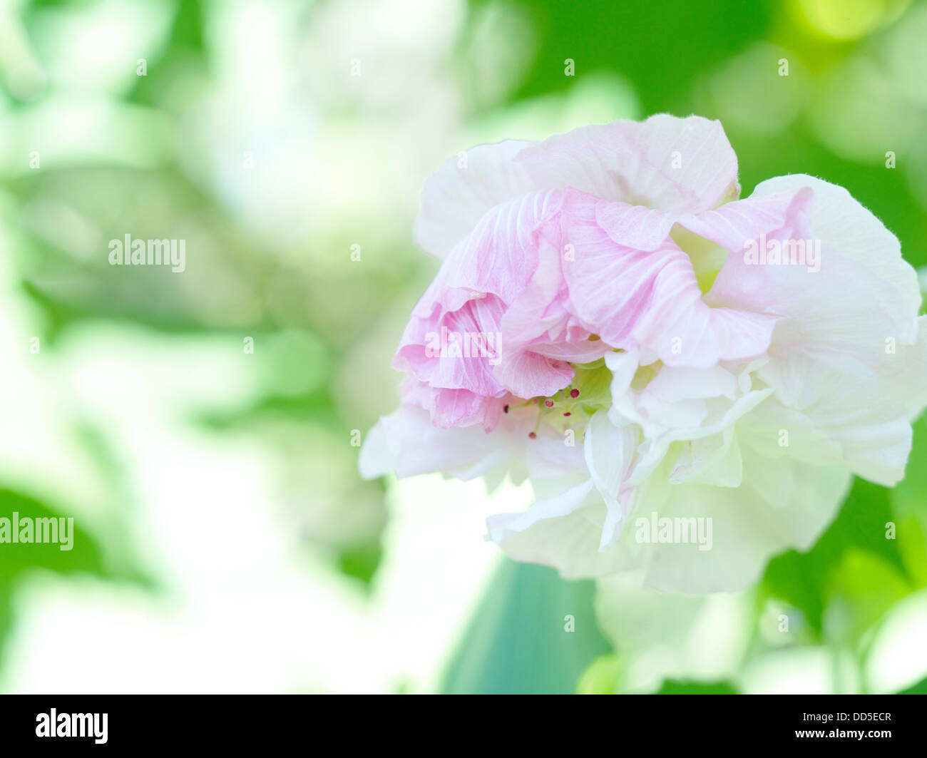Cotton Rosemallow High Resolution Stock Photography And Images Alamy Cotton Rosemallow High Resolution Stock Photography And Images Alamy